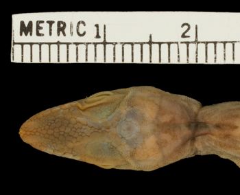 Media type: image; Herpetology R-136176